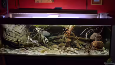 Cameroon beauties / Nur noch Beispiel / von Didi