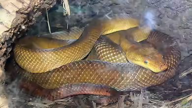 Candoia bibroni im Terrarium halten
