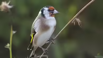 Carduelis carduelis im Garten