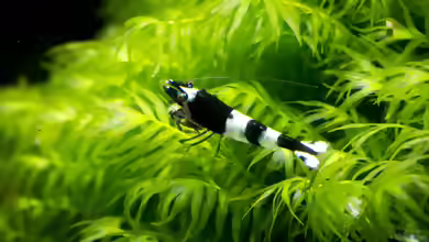 Caridina cantonensis: Bienengarnele im Aquarium
