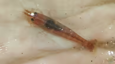 Caridina fernandoi im Aquarium halten