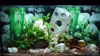 Caudopunc Home (aufgelöst) von Nordic