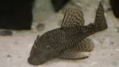 C&C das Erste von Sharkbait