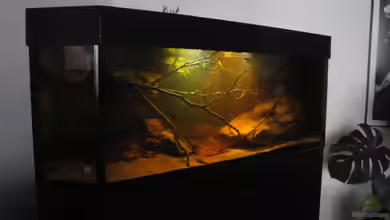 Central American River von Laura