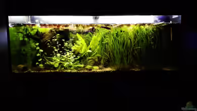 Channa Bleheri Artenbecken von Der Bergzower