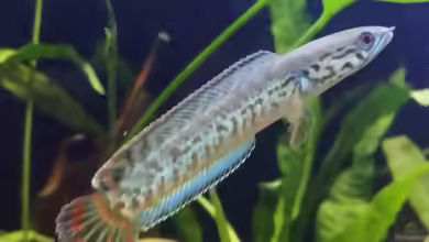 Channa bleheri im Aquarium halten