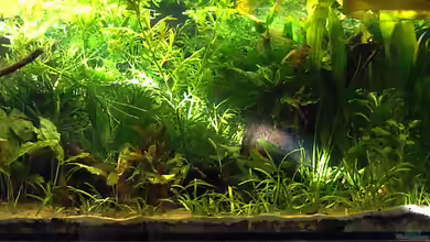 Channa-fever C. pulchra von Mario74