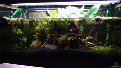 Channa Home (nur noch als Beispiel) von Rabunz3l