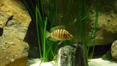 Channel II von Chris_R.