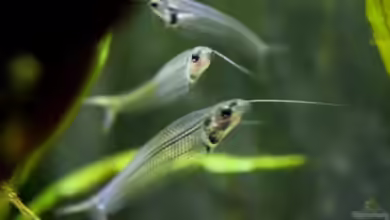 Chao phraya von lomarraco