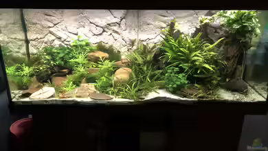 Cherax Pulcher von derflo