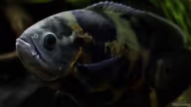 Chichlidius Tank von GoreSlayer