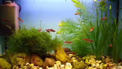 CHINA - Gebirgsbach am Wu Tong Mountain von Roland Saager