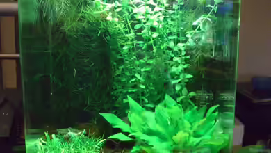 Chinese Garden von marspi