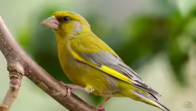 Chloris chloris im Garten