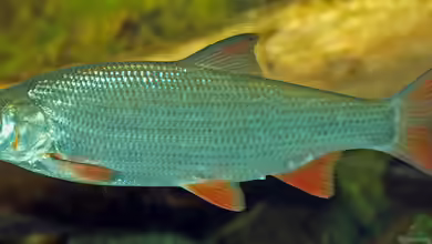 Chondrostoma nasus im Gartenteich halten