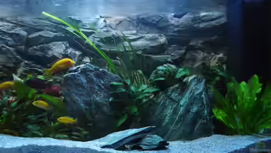 Chrisly on Malawi von Chrisly