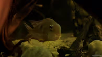 Cichlid Pearls vekauft von die Perle...