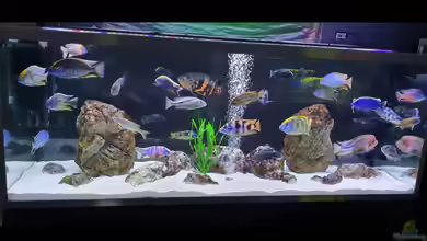 Cichlidenparadies von Malawi-Guard