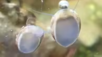 Clithon sowerbianum im Aquarium halten