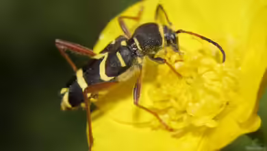 Clytus arietis im Garten