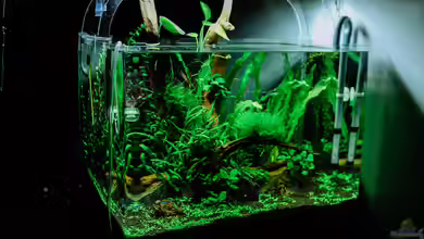 CO2-Fußabdruck eines Aquariums: Wie klimafreundlich ist das Hobby Aquaristik?