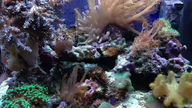 cocoon_7 von reefaddict