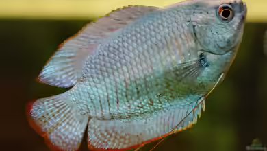 Colisa lalia im Aquarium halten