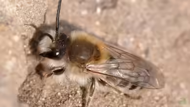 Colletes cunicularius im Garten