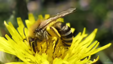 Colletes halophilus im Garten