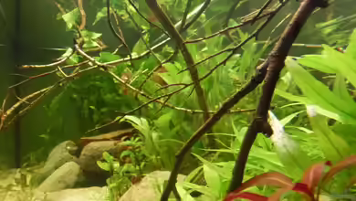 Colomesus asellus im Gesellschaftsaquarium von Leon St