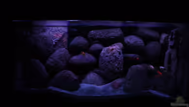 Concrete canyon for Mbuna von Werner Franz