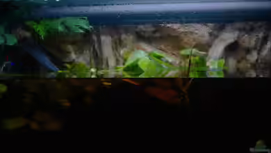 Copella-Aquarium von Goldfisch