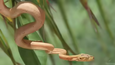 Corallus hortulanus im Terrarium halten