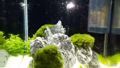 Corona Nano von Sese