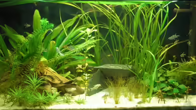 Corypool von Johannes B.