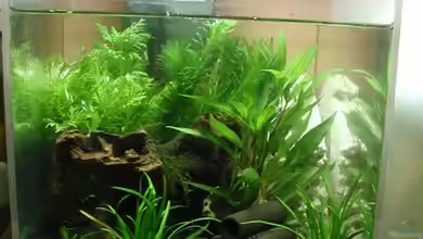 CPO becken von cuddles