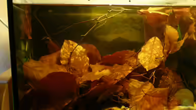 CPOs von Cichlid Power