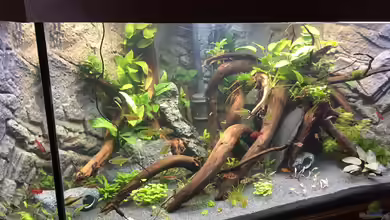 Cryptocorynenwald (nur noch als Beispiel) von Danny