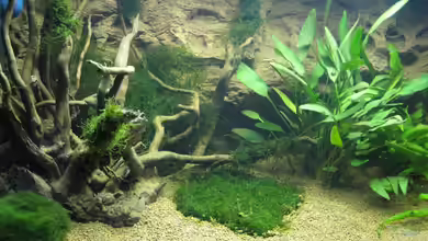 Crystal Red Heimat von gestresster (Sven)