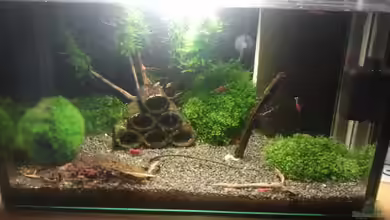 Crystal Red Home von Goldi 1977