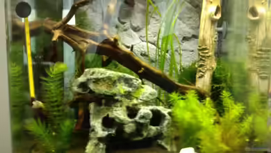 Crystal Red von wasserfloh