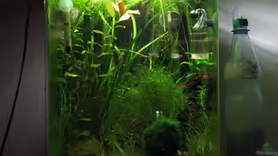 Crystal Reds von Marlone