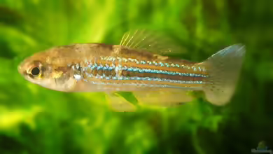 Cubanichthys cubensis: Kuba-Killifisch im Aquarium halten