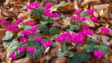 Cyclamen coum im Garten pflanzen