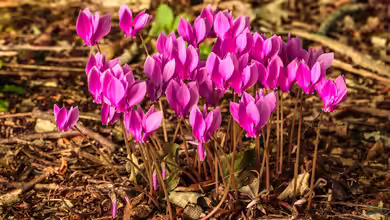 Cyclamen hederifolium im Garten pflanzen
