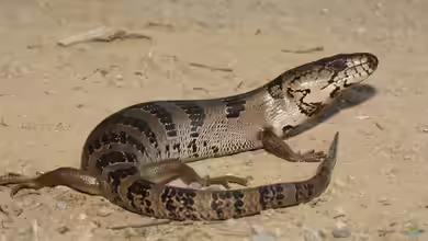 Cyclodomorphus gerrardii im Terrarium halten