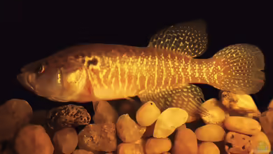 Cynolebias oticus im Aquarium halten