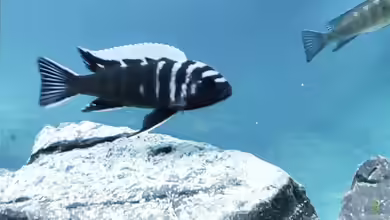 Cynotilapia zebroides im Aquarium halten