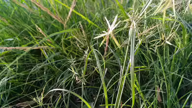 Cyperus esculentus im Garten pflanzen